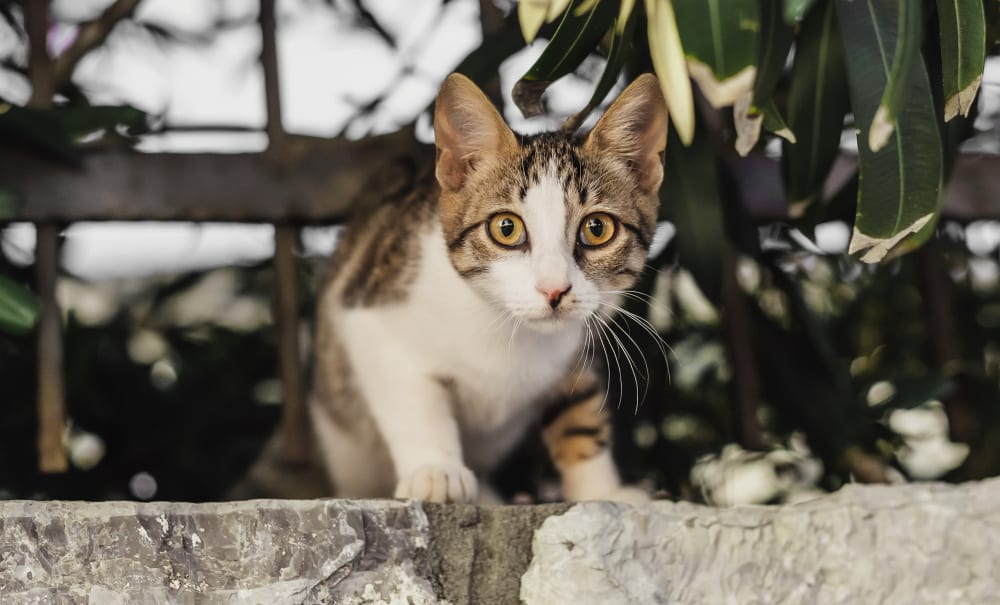 Lab and Diagnostic Services