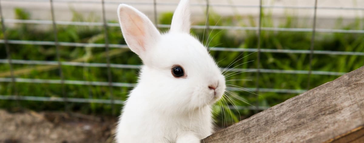 Cat at Badger Veterinary Hospital