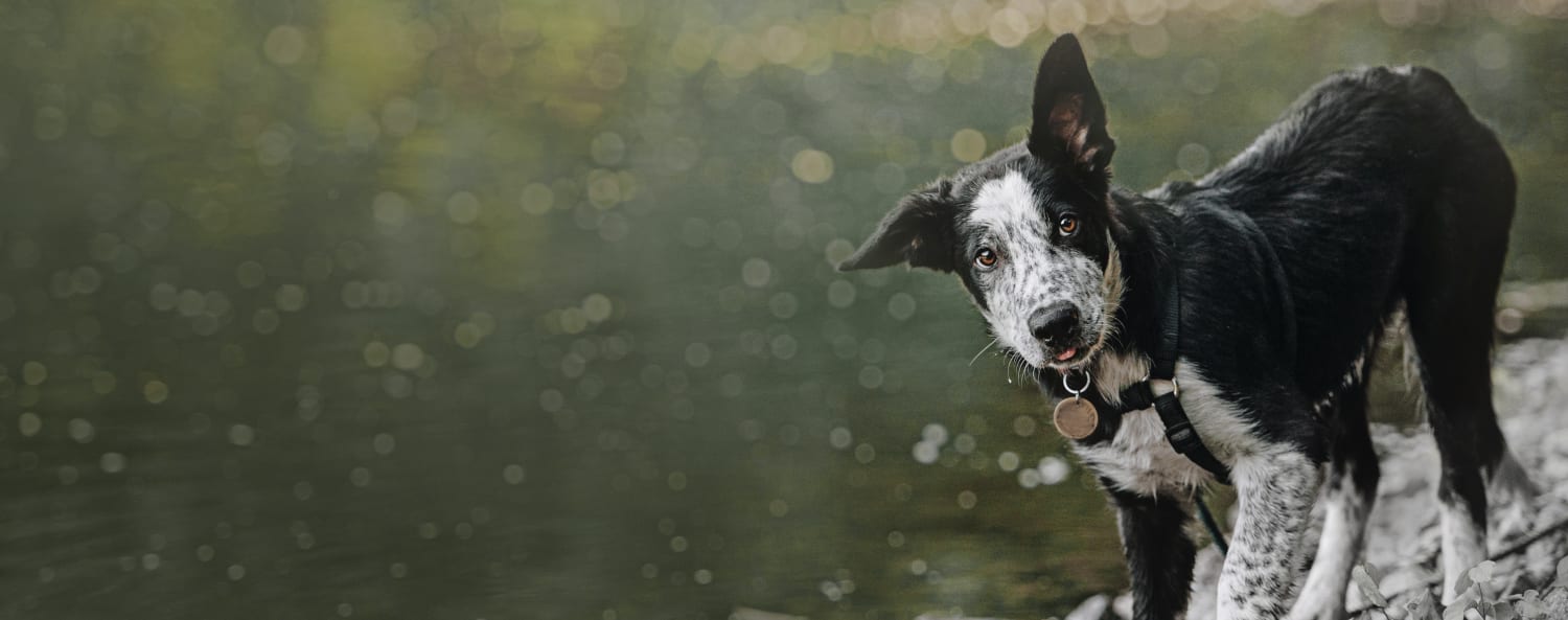 Cambridge Veterinary Hospital Testimonials Background